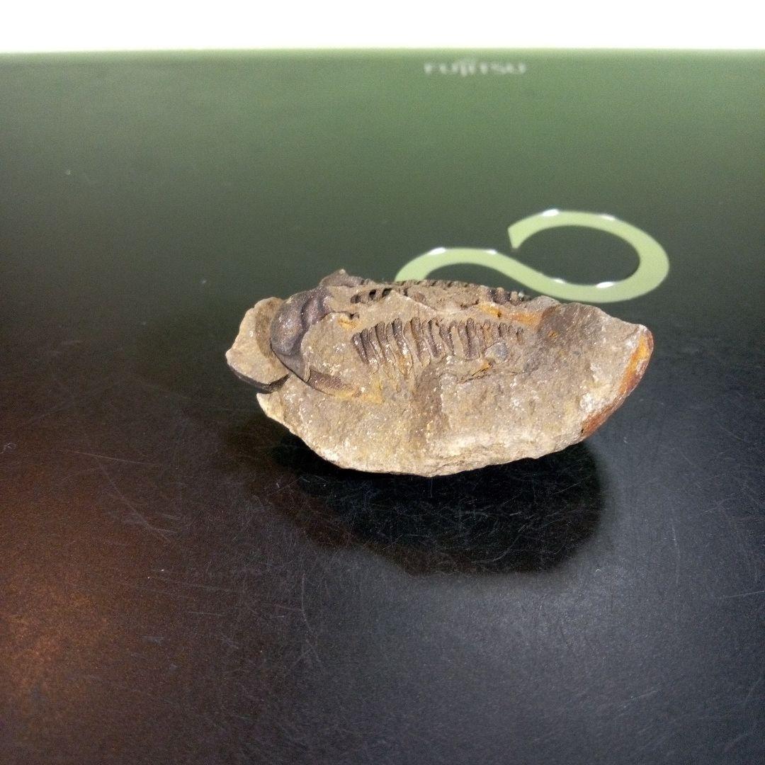 三葉虫　化石　fossil　ボリビア産　trilobite　ノジュール判別①