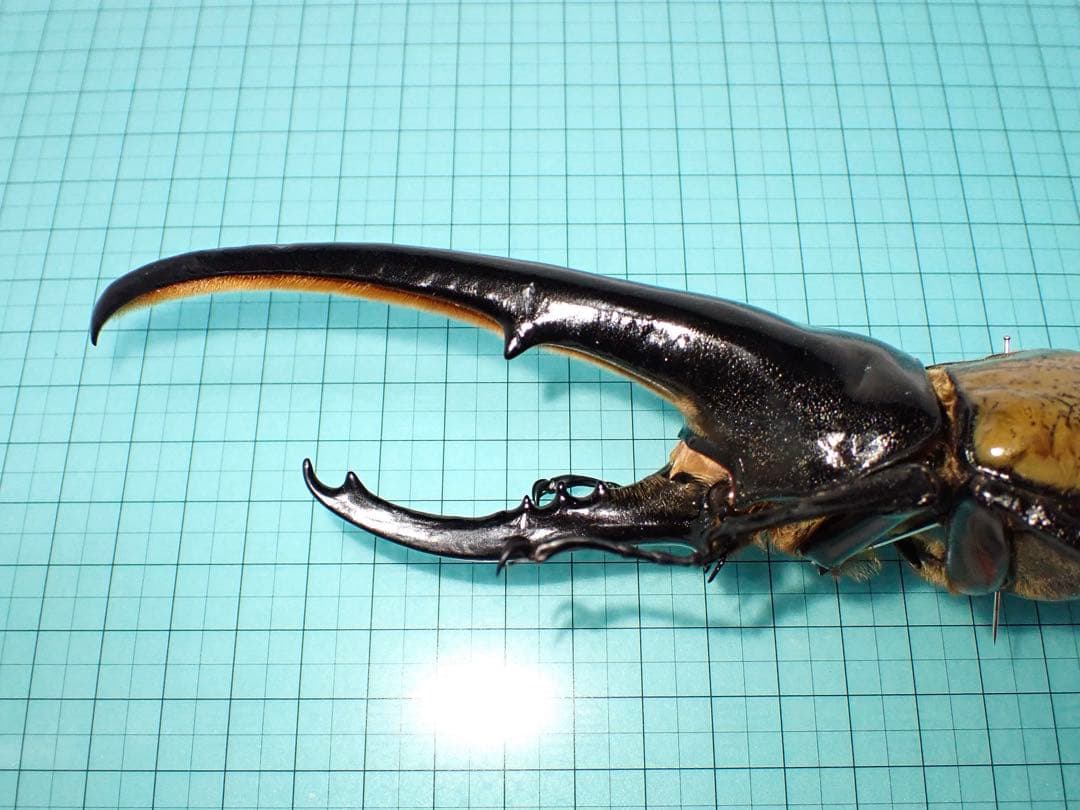 【標本】ヘラクレスオオカブト　原名亜種　グアドループ産　166.1ミリ　飼育品
