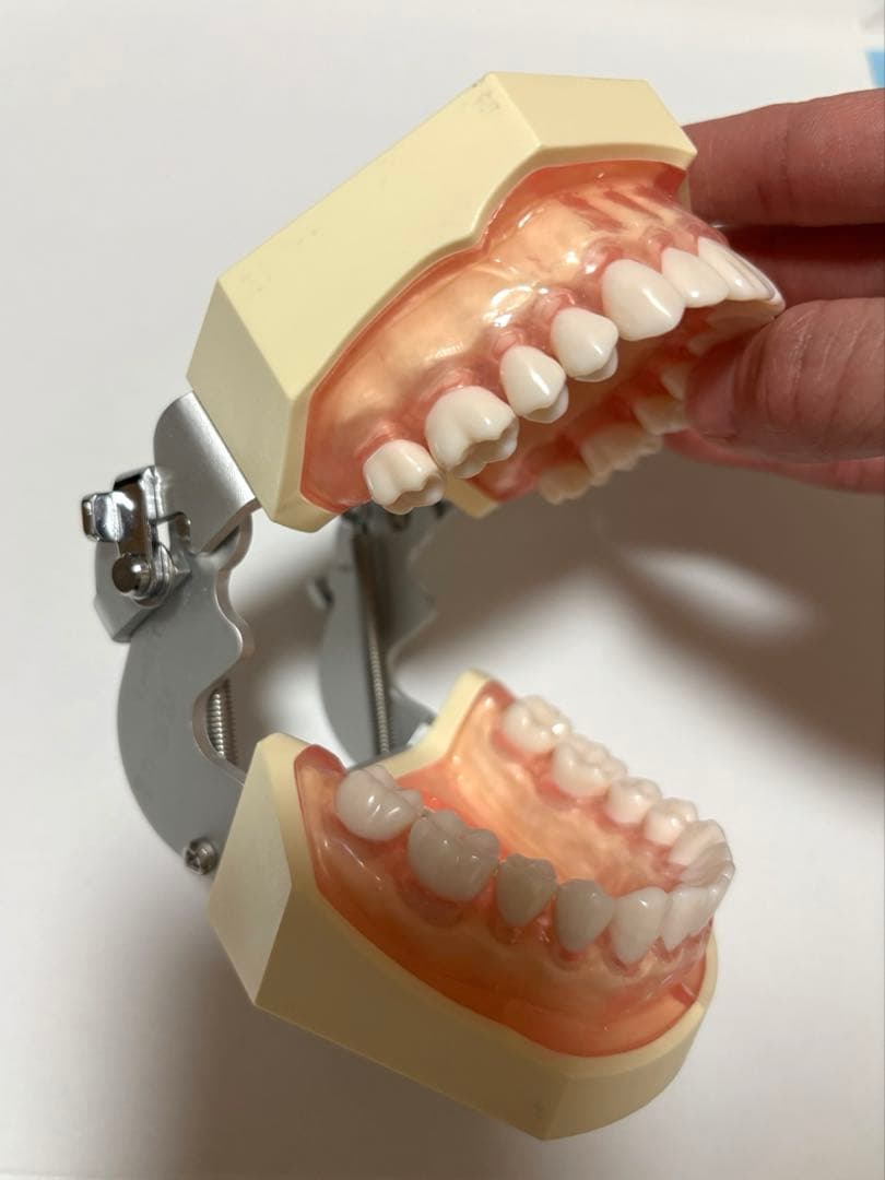 ニッシン　歯科模型　額模型　歯科衛生士　NISSIN デンタルモデル