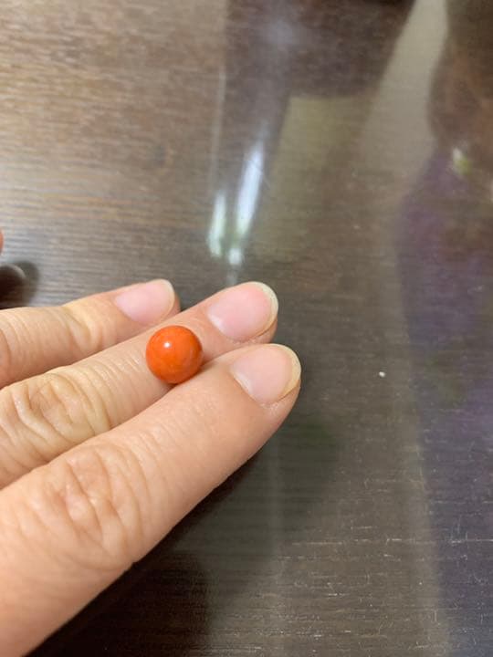 本珊瑚　サンゴ