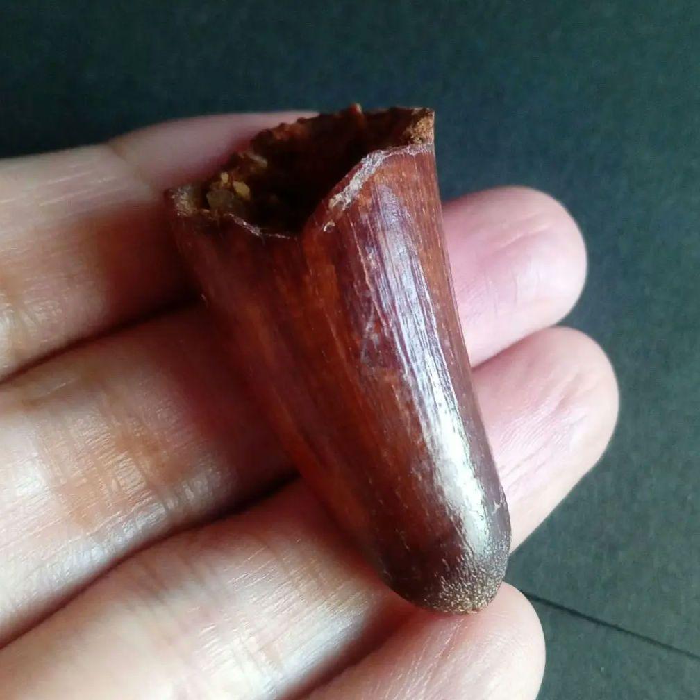 白亜紀　大型ワニ形類　エロスクス　極美麗