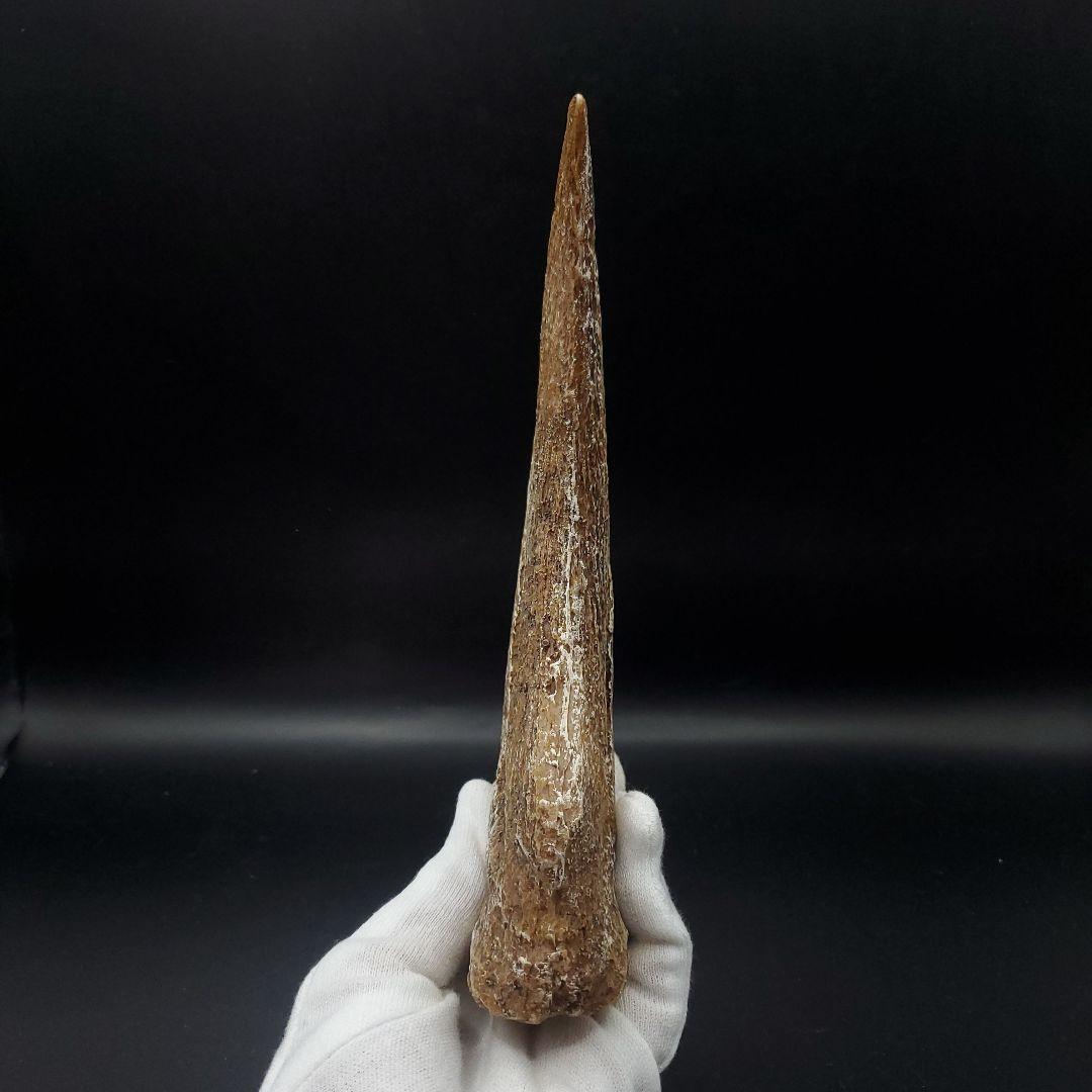スピノサウルス 爪 レプリカ 181.40mm spr8