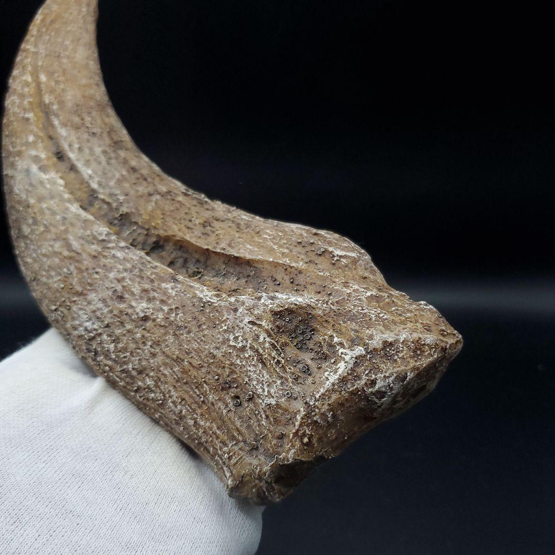 スピノサウルス 爪 レプリカ 181.40mm spr8