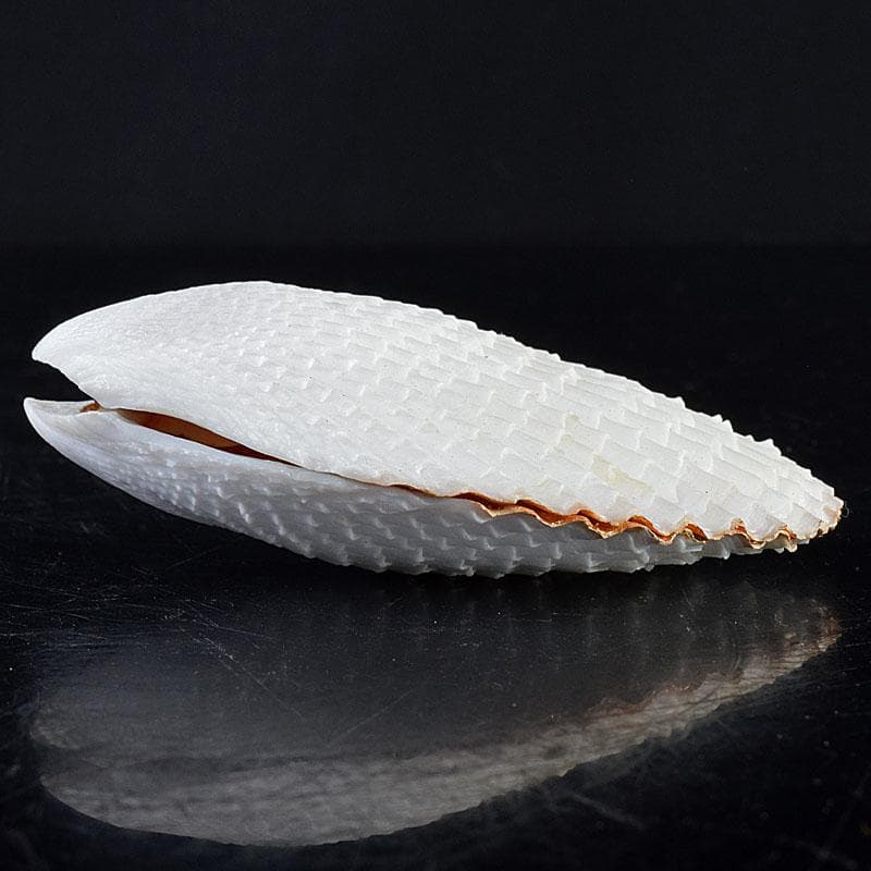 茶道具　粟野芳葉作　乾漆　内金溜　蓑貝香合　共箱　C　R7583