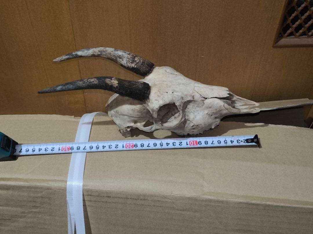 カモシカの頭蓋骨