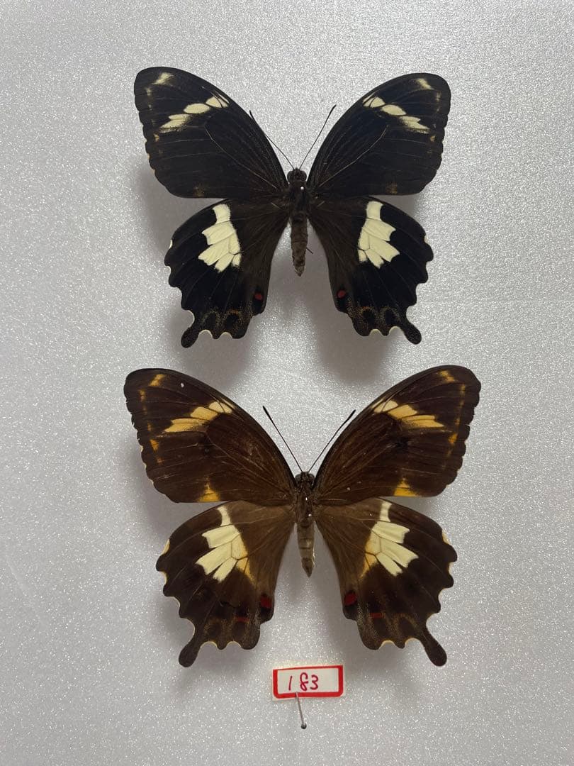 【1ペア】アミントールアゲハ（オーストラリア産）