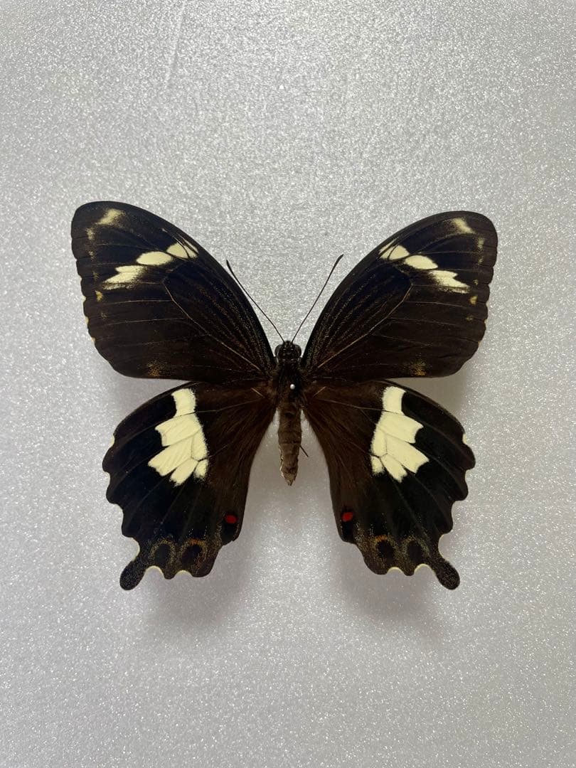 【1ペア】アミントールアゲハ（オーストラリア産）