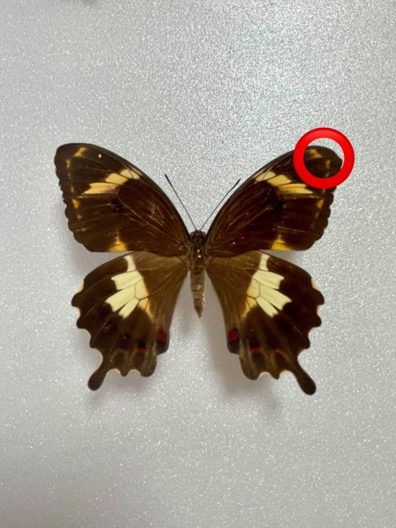 【1ペア】アミントールアゲハ（オーストラリア産）