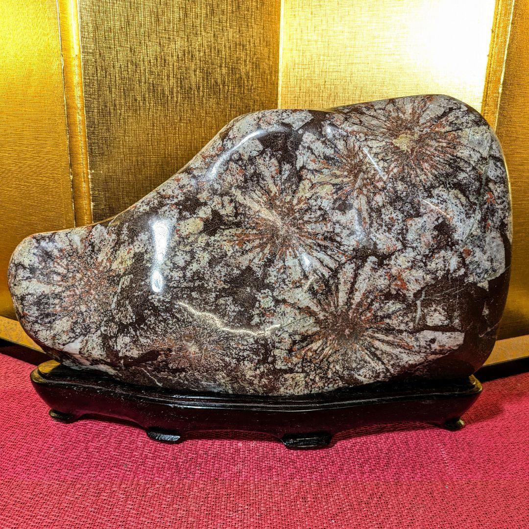 【Gojyo】菊花石 岐阜県根尾谷産5.2㌔ 鑑賞石 観賞石 水石 盆石