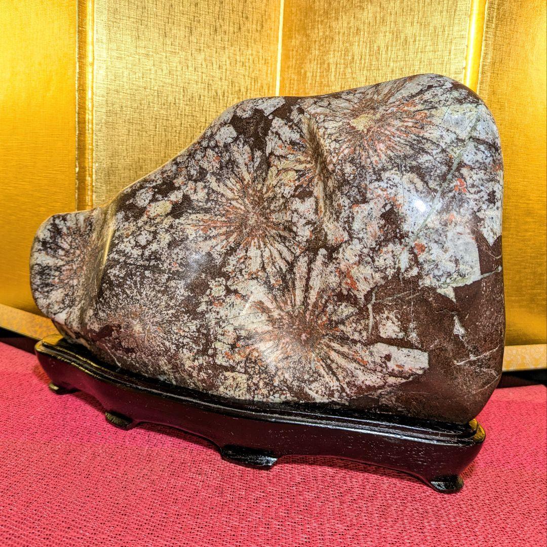 【Gojyo】菊花石 岐阜県根尾谷産5.2㌔ 鑑賞石 観賞石 水石 盆石