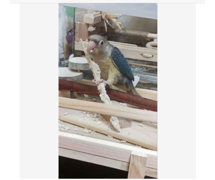 インコ　フォージングトイ　輪投げセット　バルサ　スタンドパーチ　バードトイ