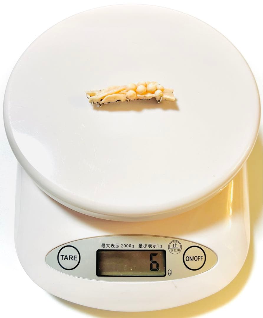 赤珊瑚　帯留め　アンティーク　K14 WG 刻印