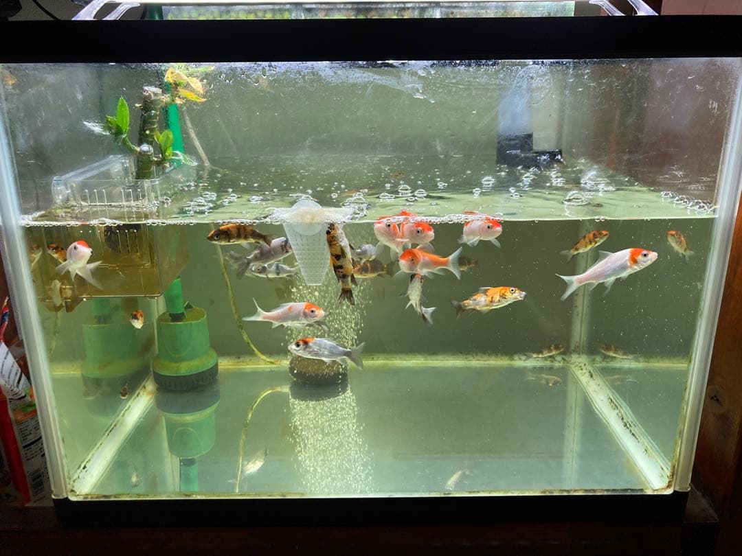 水質浄化抜群濾過材ボールろ材納豆菌入り多孔質パワーボール18L即時発送送料込み