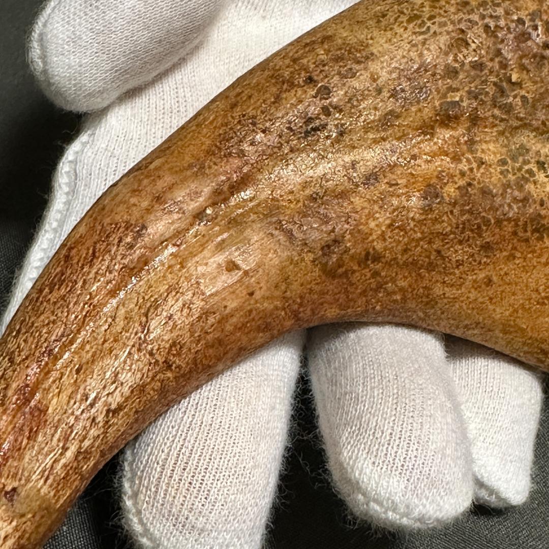 スピノサウルス ハンドクロウ かぎ爪 化石標本 肉食恐竜 獣脚類 1433