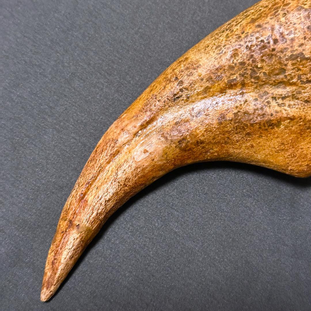 スピノサウルス ハンドクロウ かぎ爪 化石標本 肉食恐竜 獣脚類 1433