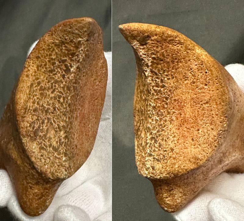 スピノサウルス ハンドクロウ かぎ爪 化石標本 肉食恐竜 獣脚類 1433