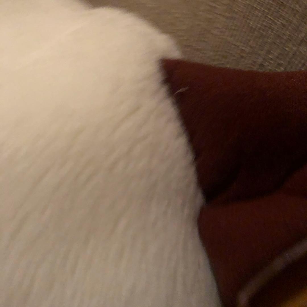 正宗ぬいぐるみ 天月 【断捨離】