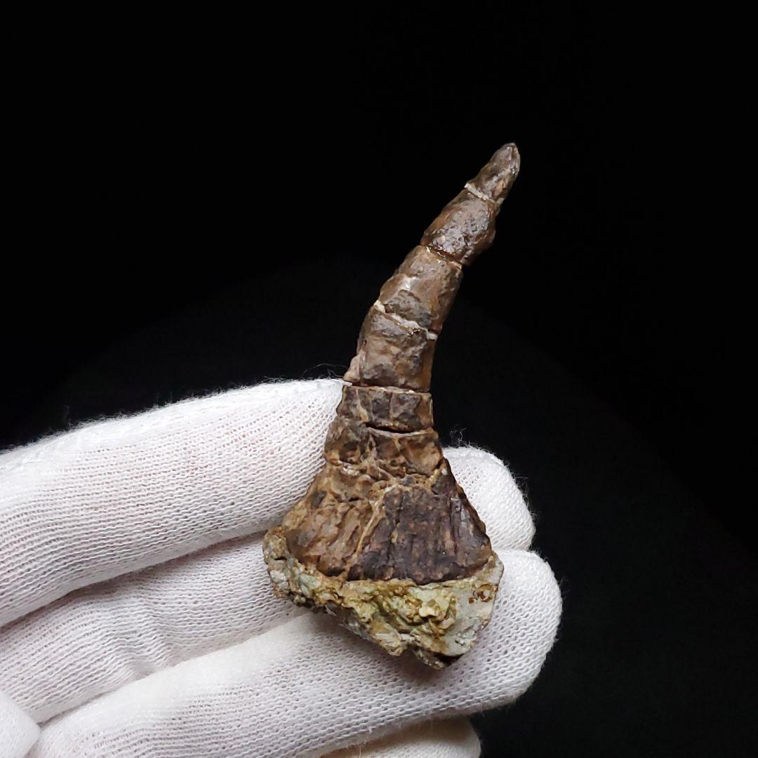 オンコプリスティス 歯 化石 本物 モロッコ産 57.50mm fr103