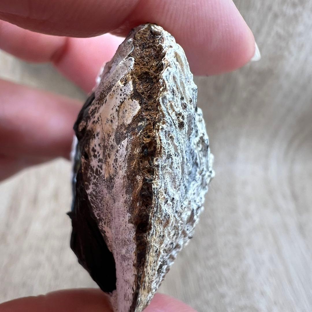 ビビアナイト 貝 鉱物 標本 原石