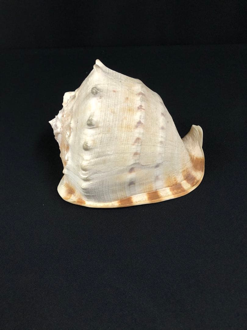 トウカムリガイ＊貝殻＊置物＊インテリア