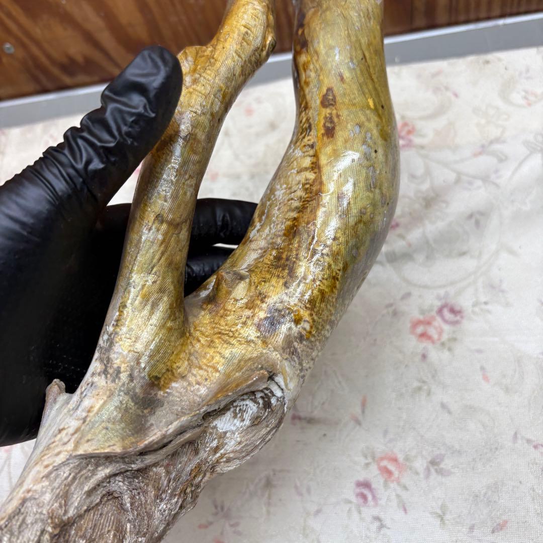 海松　深海松　レインボーコーラル　置物　素材　原木