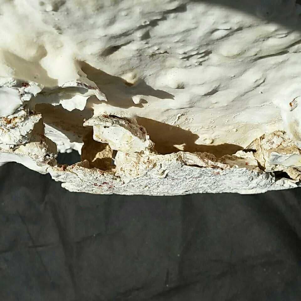 特大 飾り 珊瑚 テーブル サンゴ礁 置物 白 海水魚 水槽 レイアウト