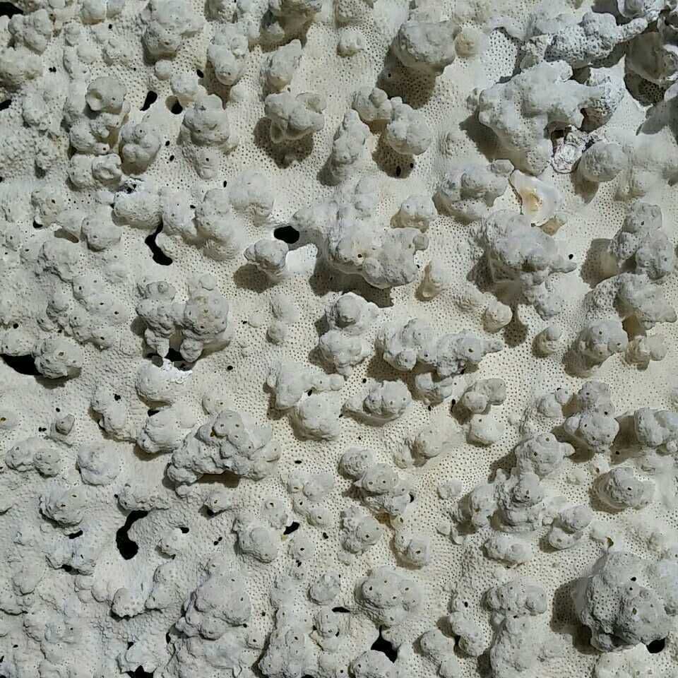 特大 飾り 珊瑚 テーブル サンゴ礁 置物 白 海水魚 水槽 レイアウト