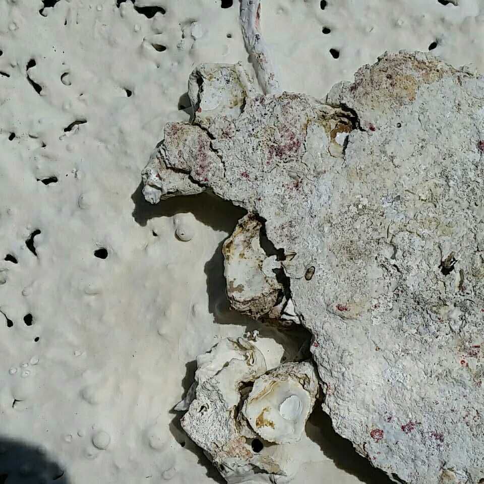 特大 飾り 珊瑚 テーブル サンゴ礁 置物 白 海水魚 水槽 レイアウト