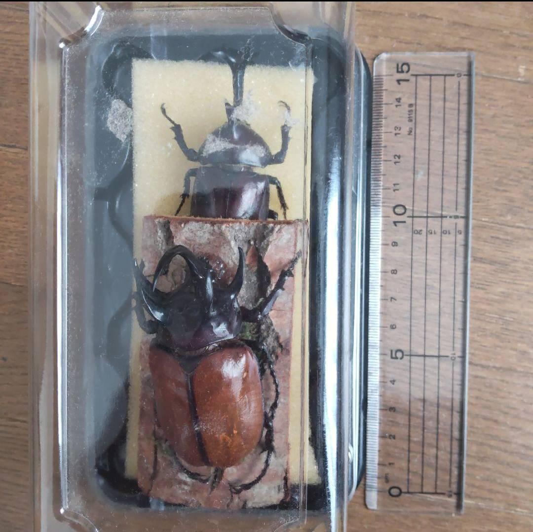 カーニバル　約40匹カブトクワガタ本物標本まとめ売り
