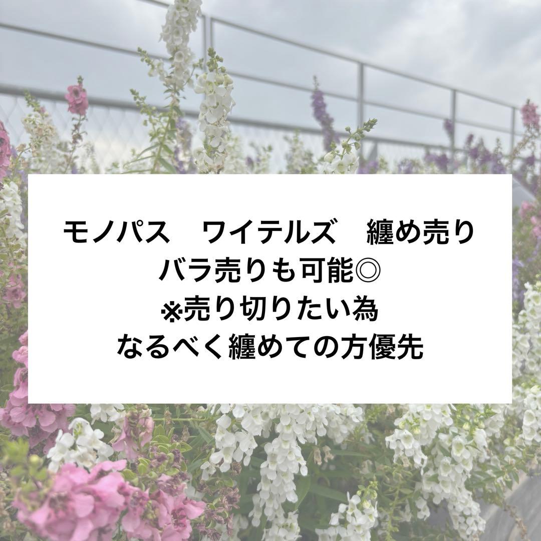 モノパス　シャークん　スマイル　ワイテルズ　きんとき　broooock バラ