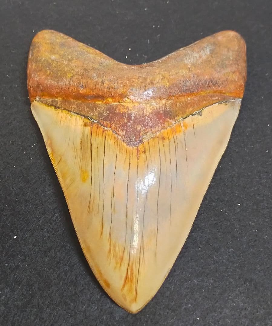 最大級　167mm　メガロドン　歯　化石　サメの歯　恐竜