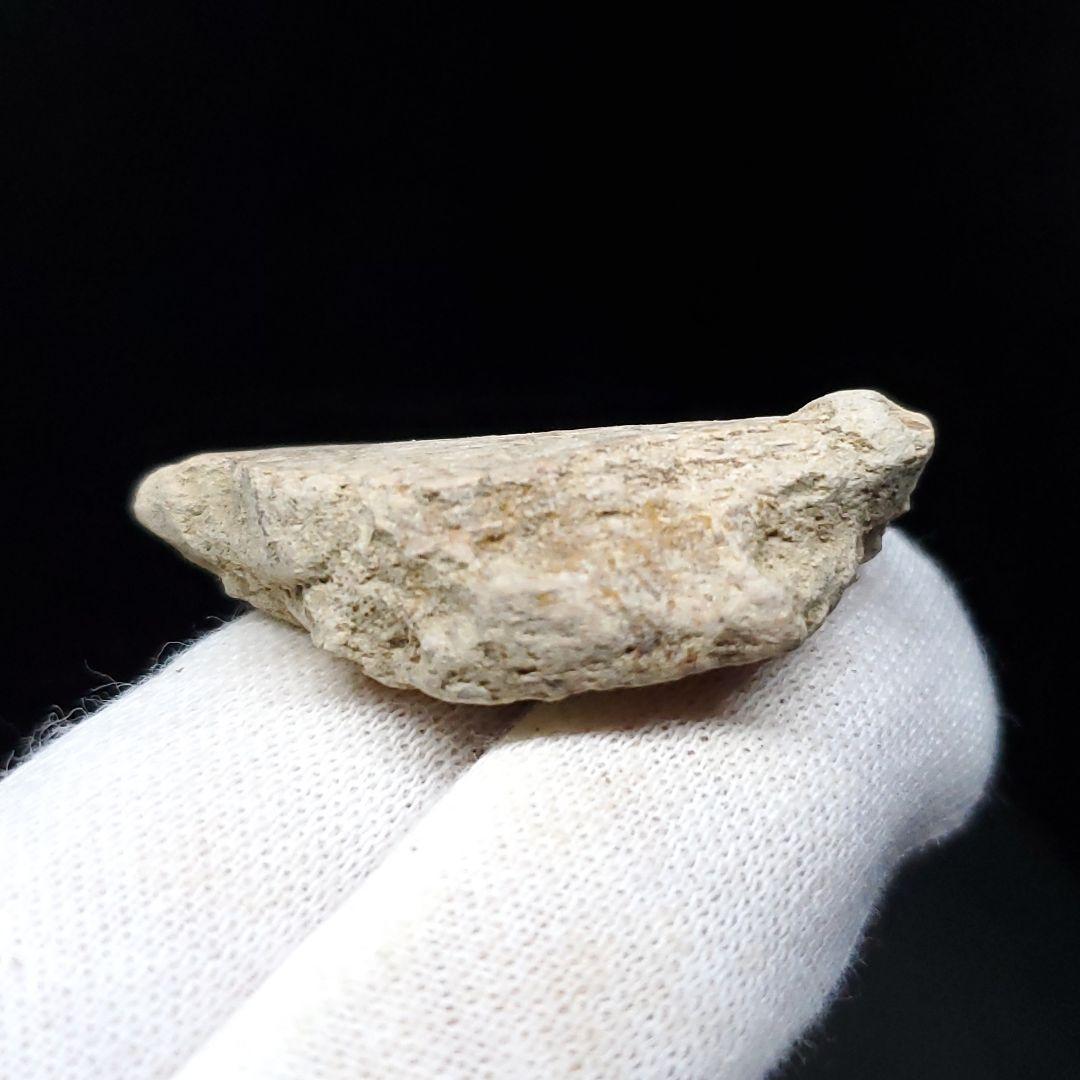 ティラノサウルス 化石 骨 本物 アメリカ産 37mm ケース付き  tb123