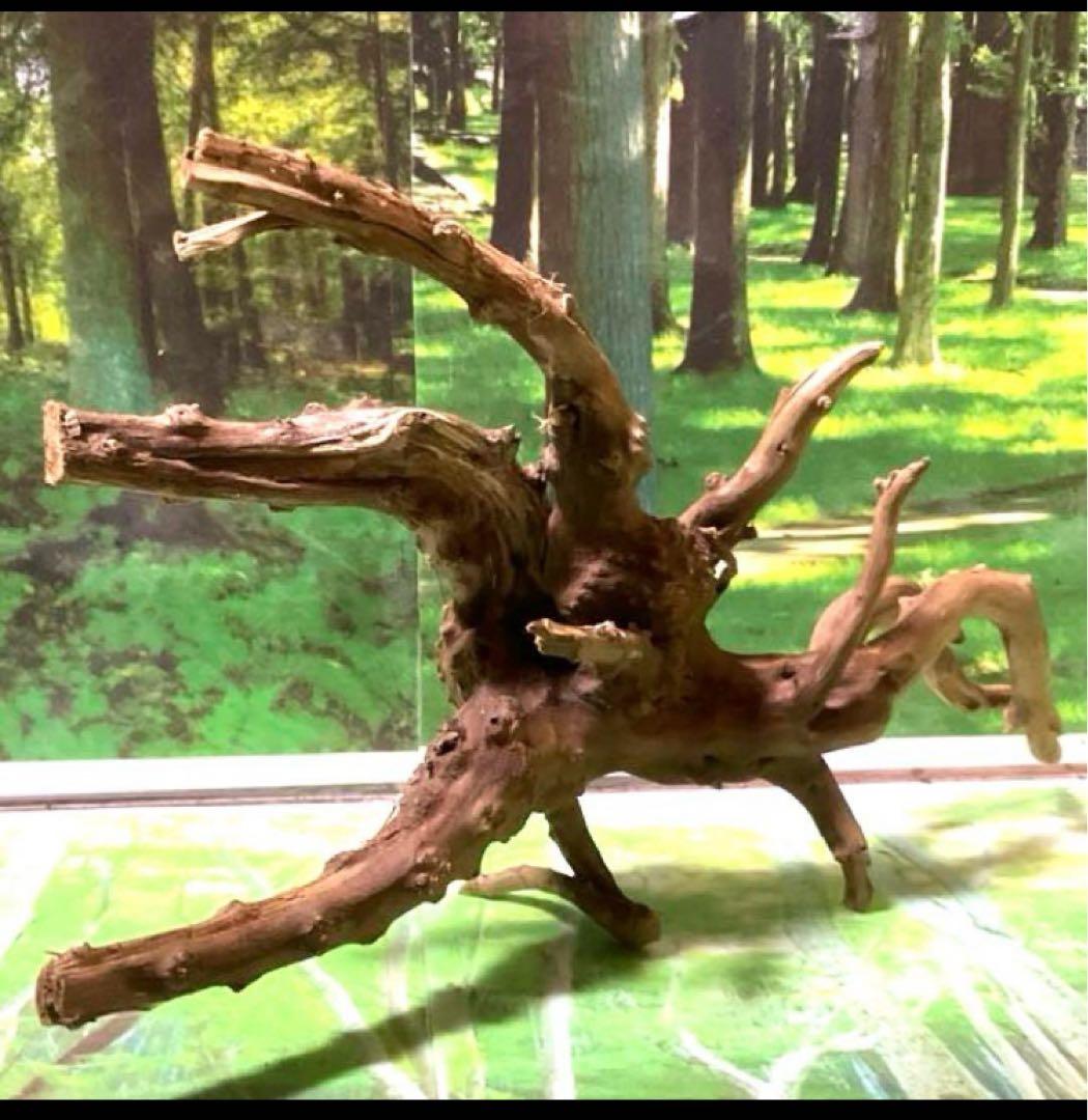 24@3点おまとめ　天然水槽用流木　沈水確認済み