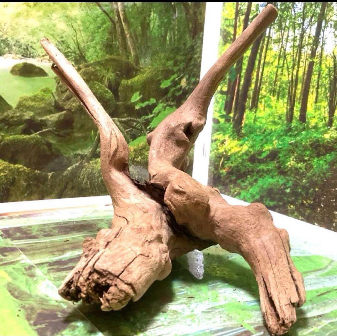 24@3点おまとめ　天然水槽用流木　沈水確認済み