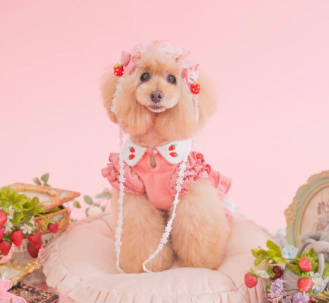 CanNana きゃんナナ　Mサイズ 犬服 ピンク