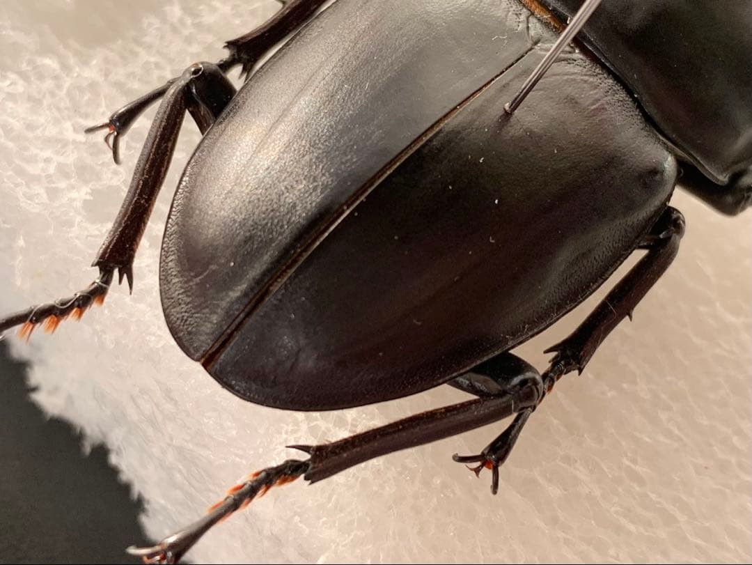 オオクワガタ　野外品