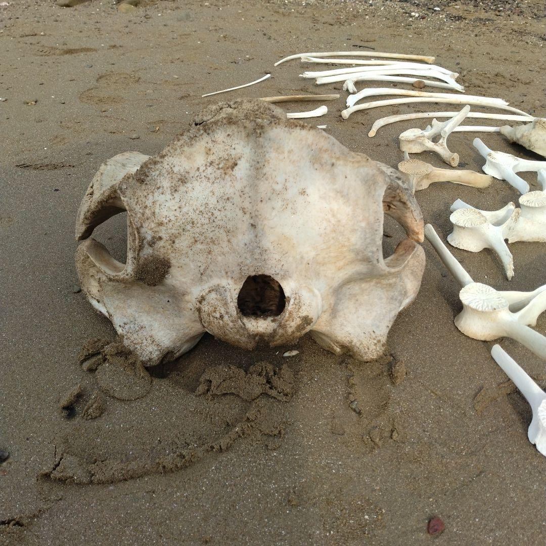 イルカの骨　セット売り