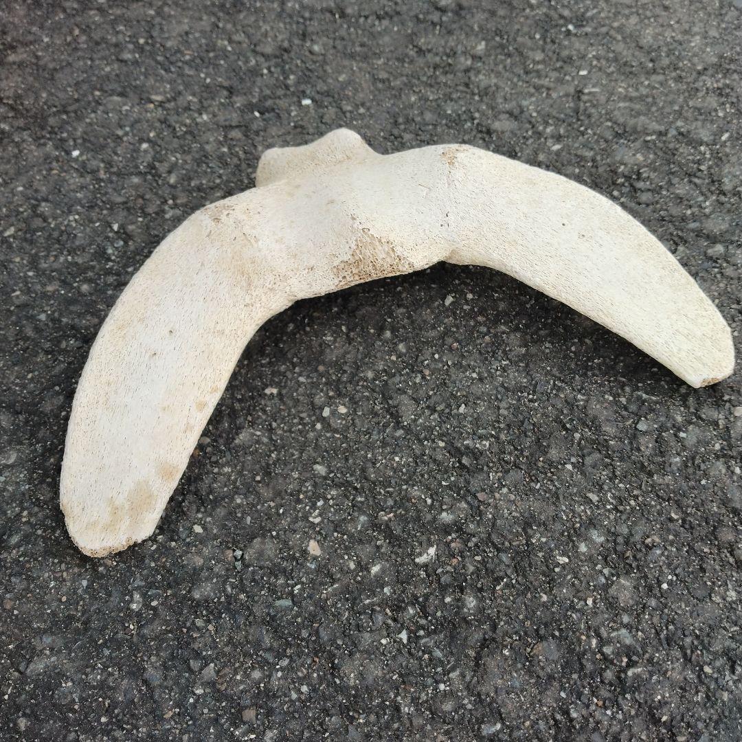 イルカの骨　セット売り