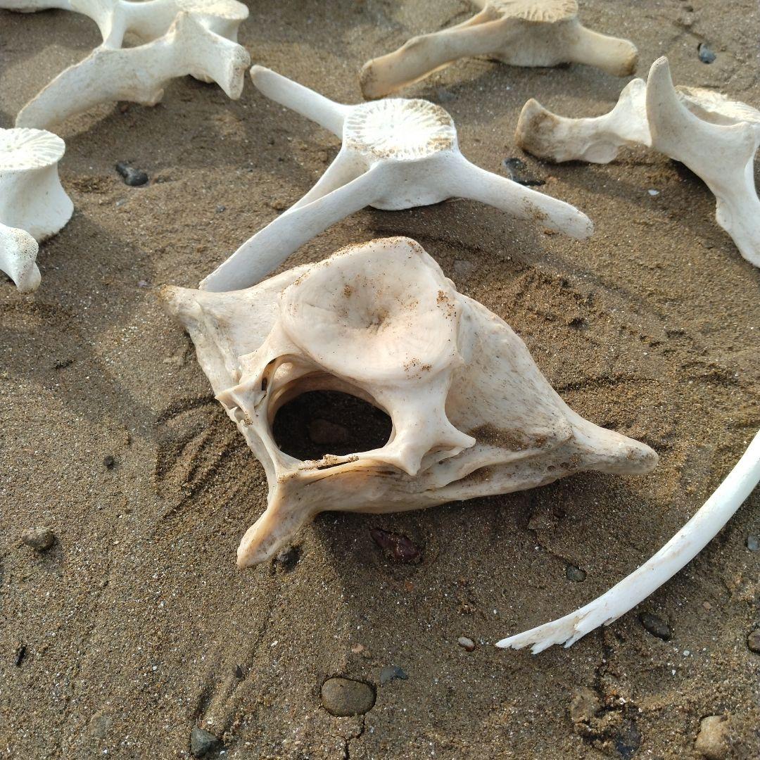 イルカの骨　セット売り