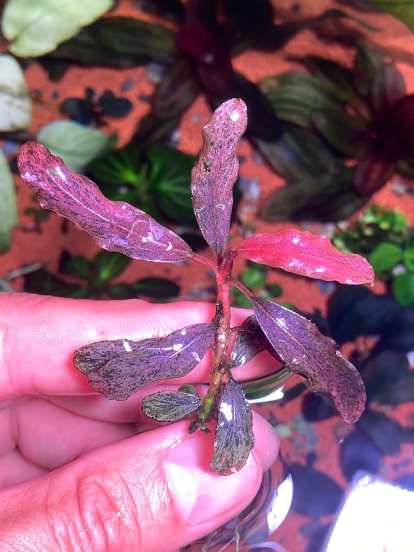 ブセファランドラｓｐ. ピンクバリエガータ斑入り