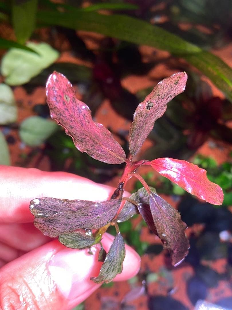 ブセファランドラｓｐ. ピンクバリエガータ斑入り