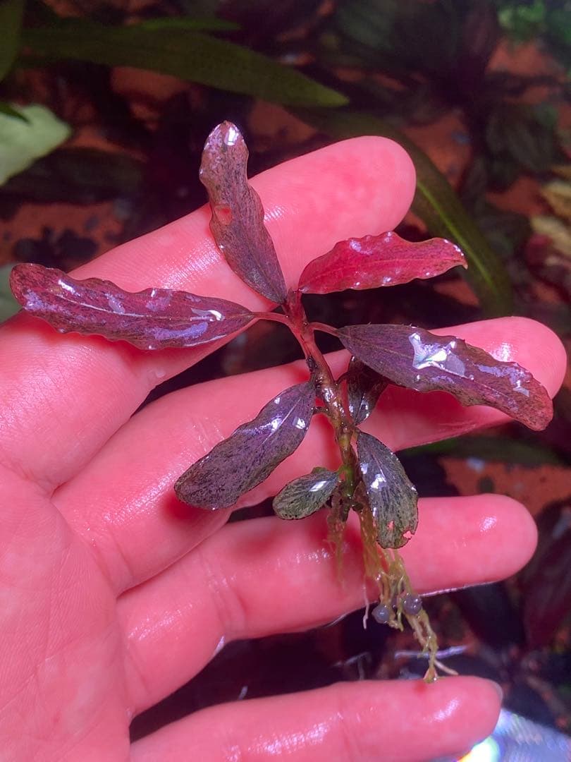 ブセファランドラｓｐ. ピンクバリエガータ斑入り