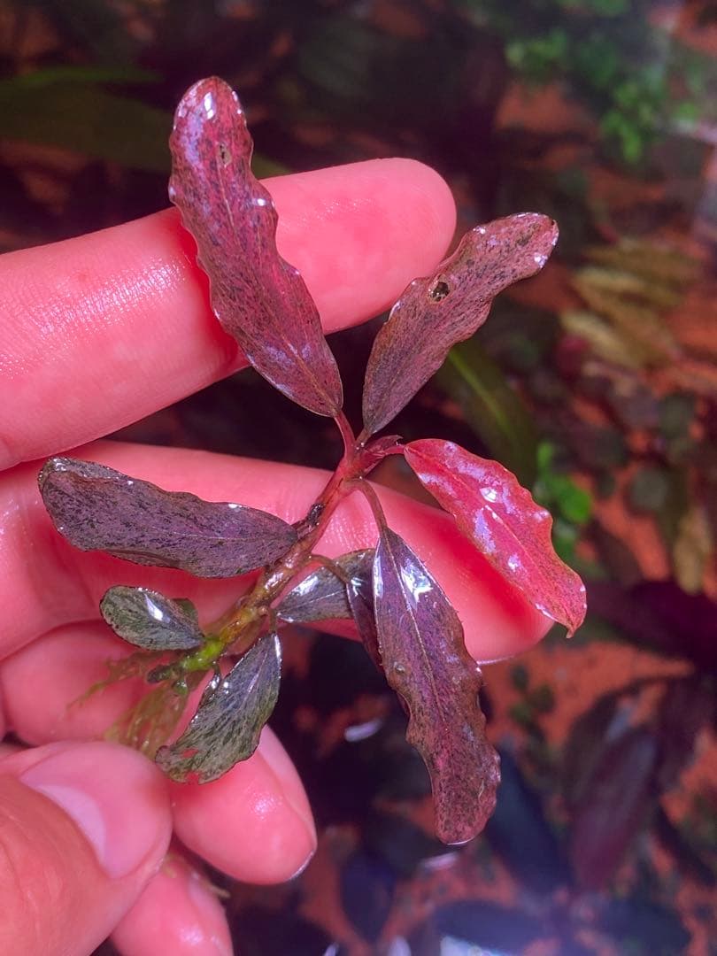 ブセファランドラｓｐ. ピンクバリエガータ斑入り