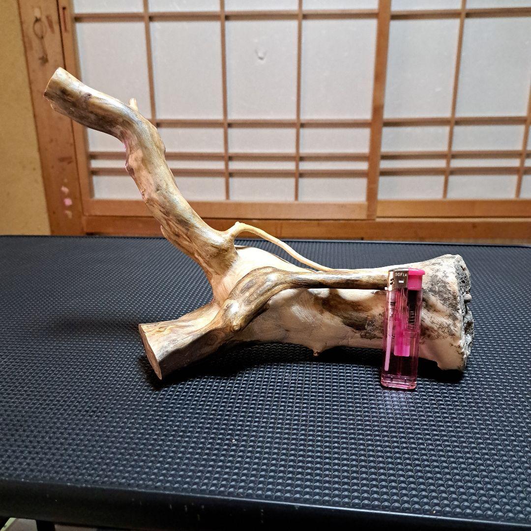 【希少】深海松レインボーコーラル 2.2㎏ 根付け原木(太23cm/細10cm)