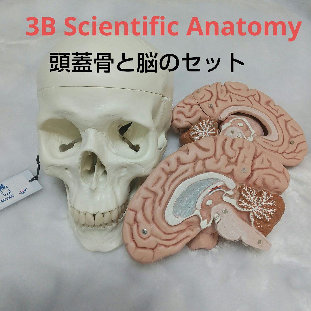 頭蓋骨　脳　模型　セット　3B Scientific Anatomy 人体解剖学