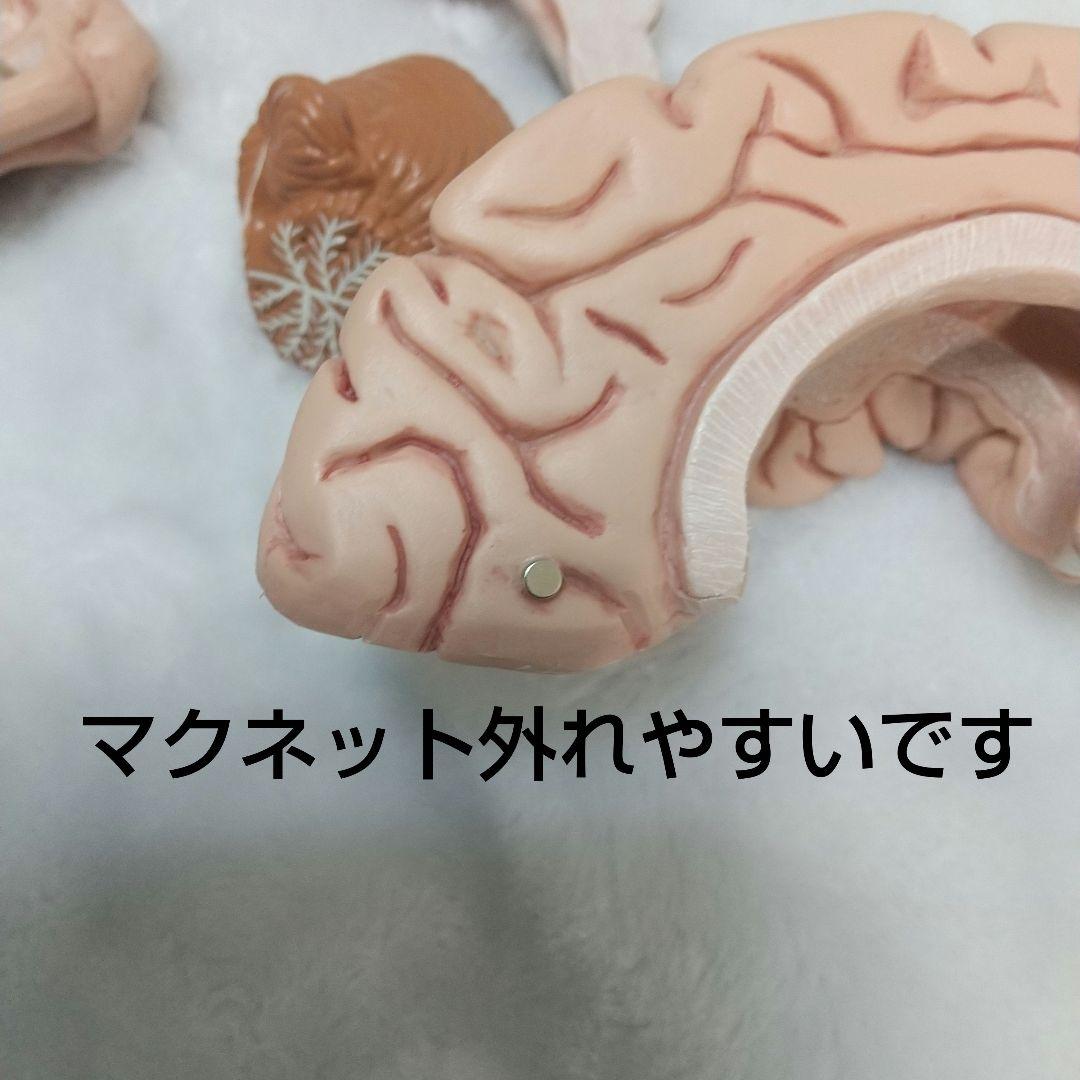 頭蓋骨　脳　模型　セット　3B Scientific Anatomy 人体解剖学