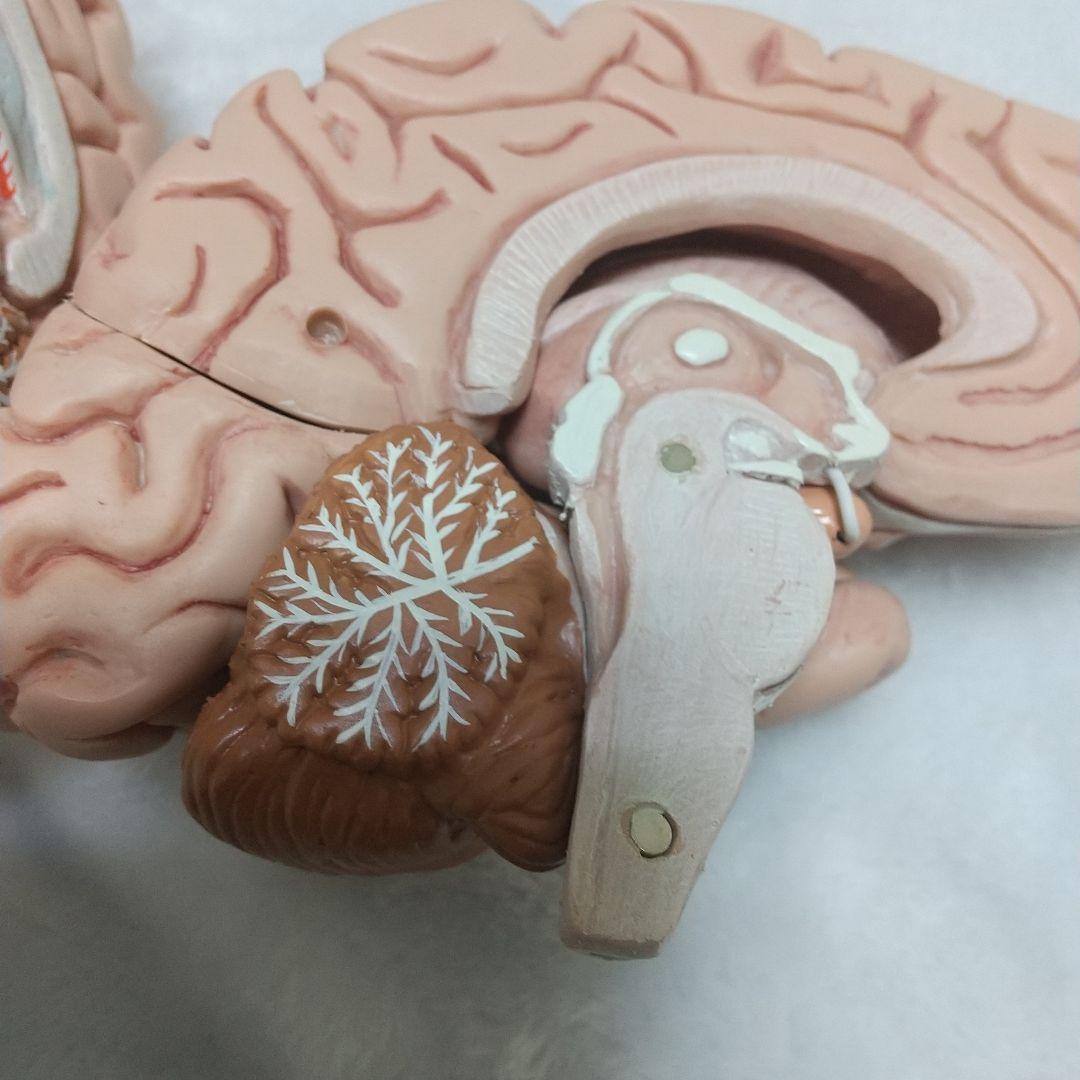 頭蓋骨　脳　模型　セット　3B Scientific Anatomy 人体解剖学