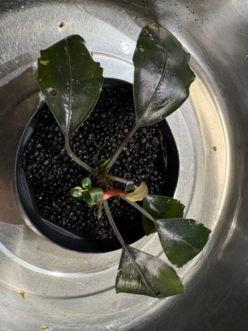 水草 Bucephalandra sp. Super Dark Blue