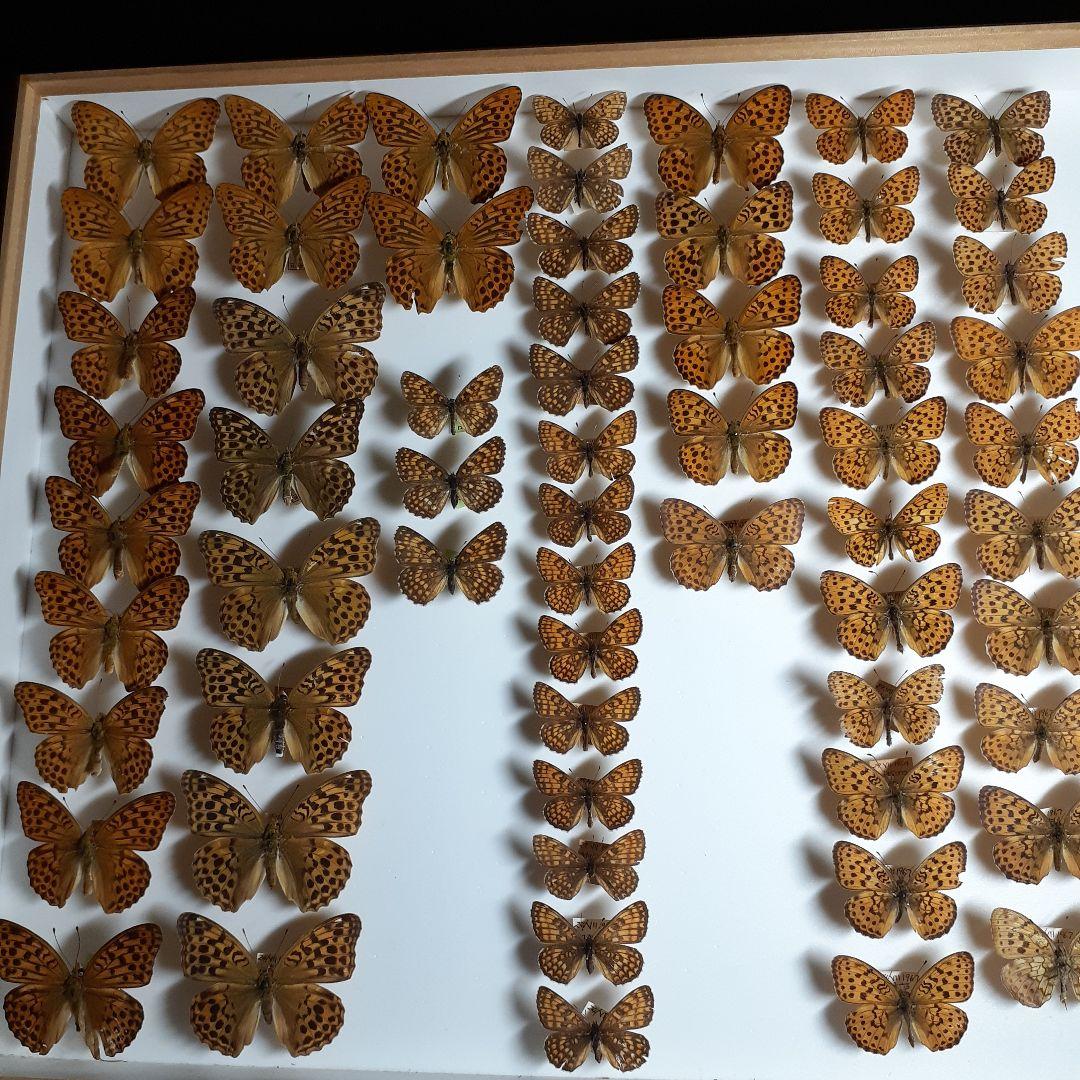 蝶標本　ヒョウモンチョウ類　12種114頭。大型ドイツ標本箱２箱入りセット