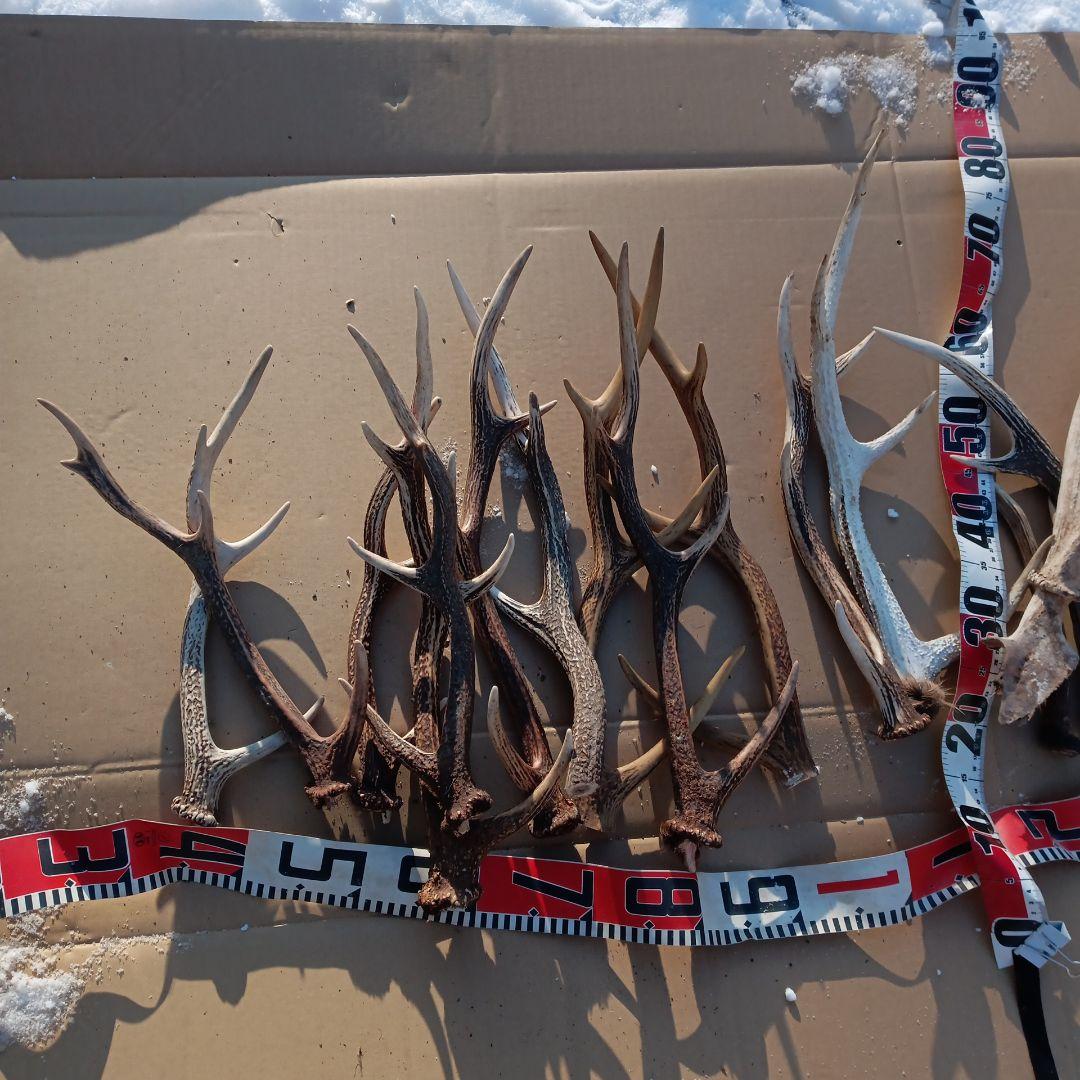 ク*ト様 蝦夷鹿の角 　犬のおもちゃ 工芸品などに 8番